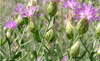 0a8cd4935e5f1389f9a531671a9bdac0_h386