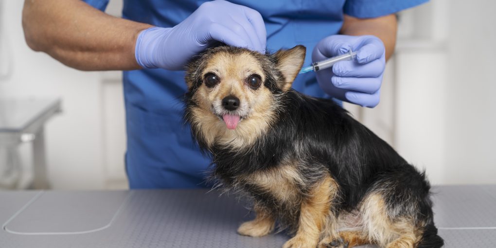 close-up-veterinary-doctor-taking-care-pet(1)