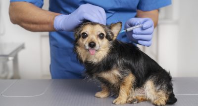 close-up-veterinary-doctor-taking-care-pet(1)