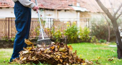 Man collecting fallen autumn leaves in the home yard