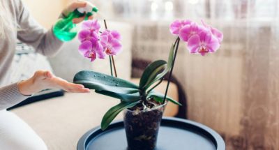 Woman spraying blooming purple orchid with water in living room. Housewife takes care of home plants and flowers. Interior decor