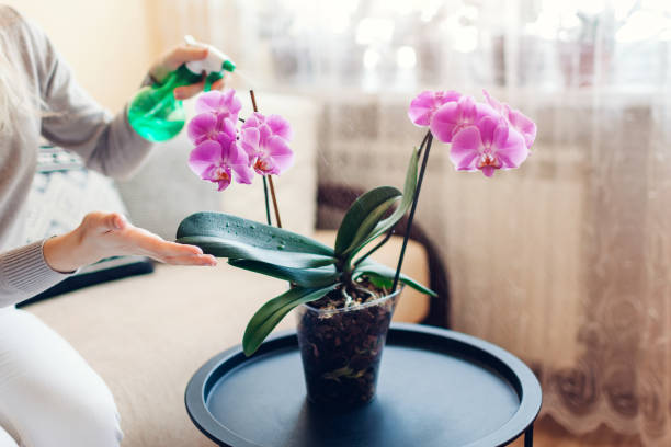 Woman spraying blooming purple orchid with water in living room. Housewife takes care of home plants and flowers. Interior decor