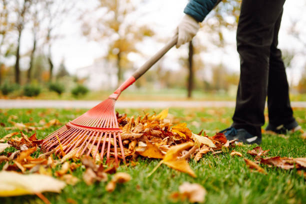Close-up of a rake picking up fallen leaves in autumn. Man with a fan rake clears the yellow leaves from the park. Concept of volunteering, cleaning, ecology.