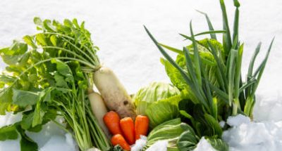 Overwintering vegetables, vegetables under snow, vegetables under snow, Japanese winter vegetables