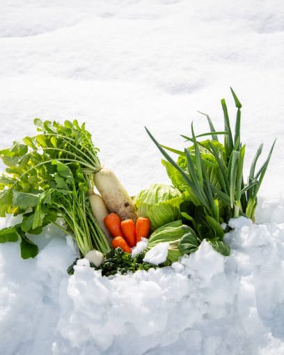 Overwintering vegetables, vegetables under snow, vegetables under snow, Japanese winter vegetables