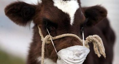 kogda-mozhno-pit-moloko-posle-vakcinacii-korovy_1