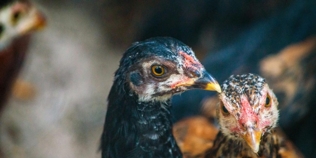 pexels-jerson-martins-1514473344-34755967