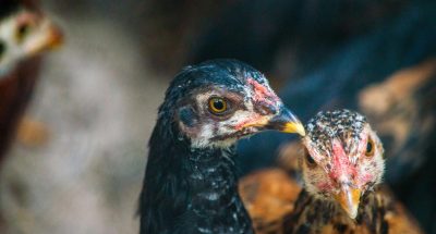 pexels-jerson-martins-1514473344-34755967