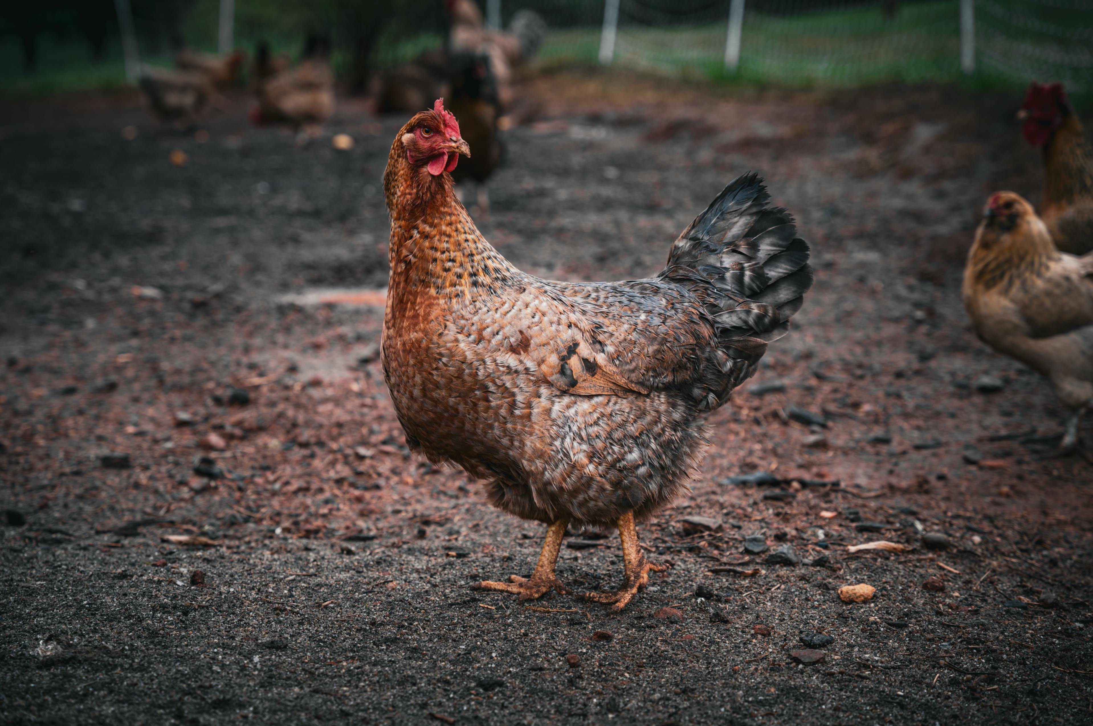 pexels-lilly-grace-944249302-21482808