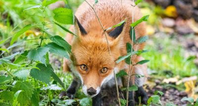 pexels-markus-buetler-399619609-14849224