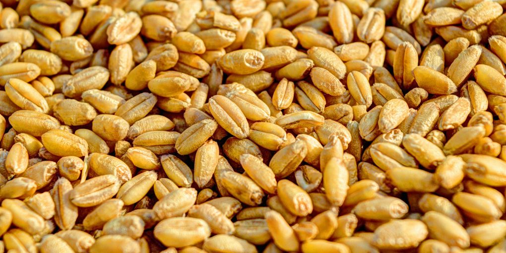 pexels-pixabay-54084 (1)