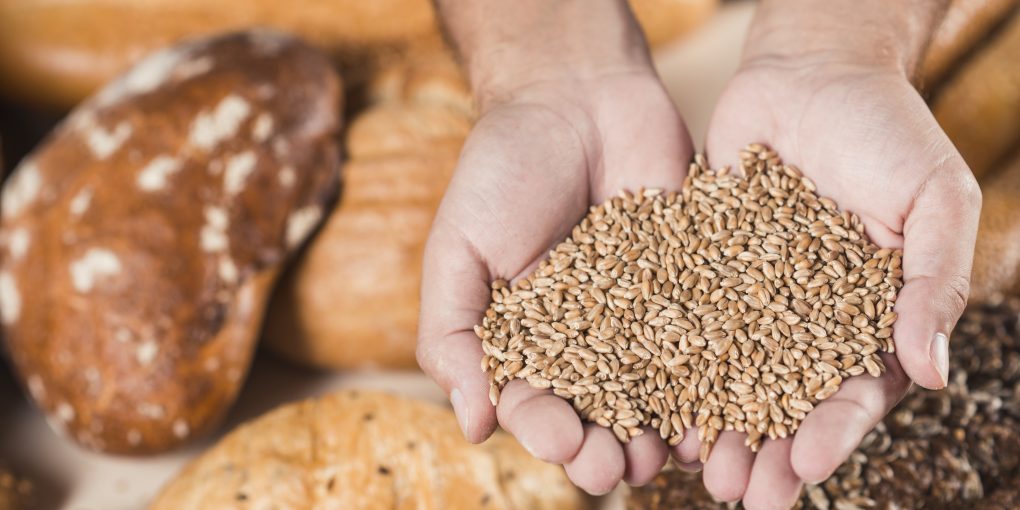 verhnii-vid-ruk-s-zernami-psenicy-nad-ispecennym-hlebom