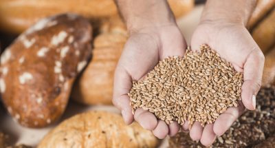 verhnii-vid-ruk-s-zernami-psenicy-nad-ispecennym-hlebom