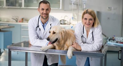 Two smiling vets with healthy golden retriever.