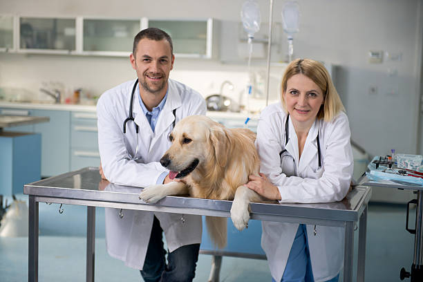 Two smiling vets with healthy golden retriever.