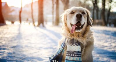 Young golden retriever sitting at the snow on sunny winter day