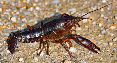 pexels-brian-forsyth-3819674-17441481