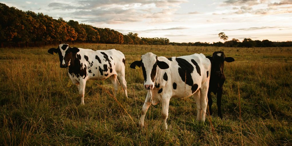 pexels-helenalopes-4766371