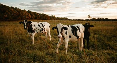 pexels-helenalopes-4766371