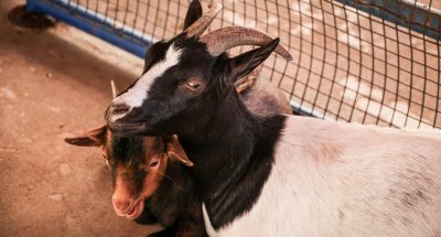 pexels-magda-ehlers-pexels-34951089