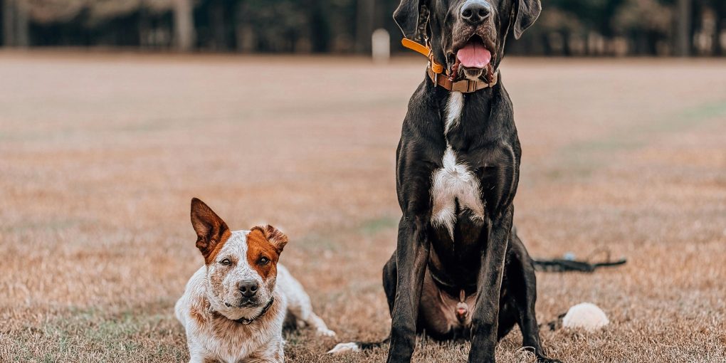 pexels-newton-films-907972741-33024125