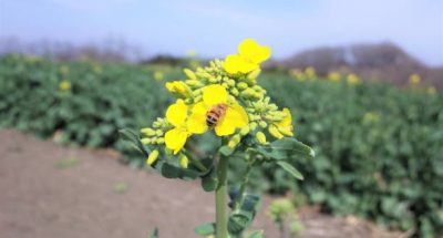 Rape field, Rape flowers and Honeybee