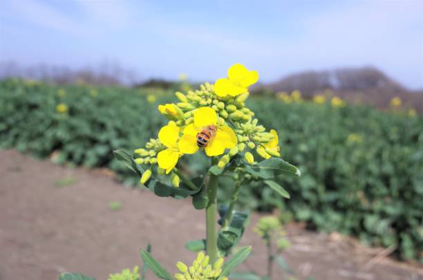 Rape field, Rape flowers and Honeybee