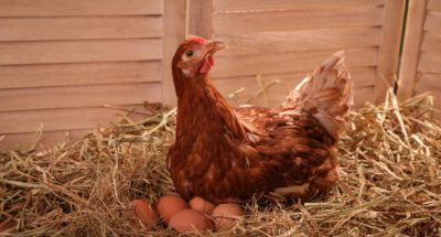 Beautiful chicken with eggs on hay in henhouse
