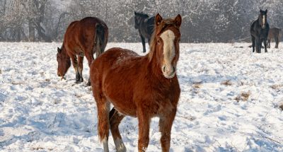 pexels-azxa661-11090435