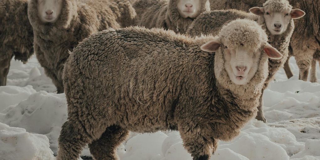 pexels-gasparzaldo-6738252