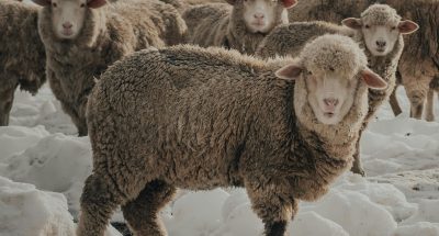 pexels-gasparzaldo-6738252