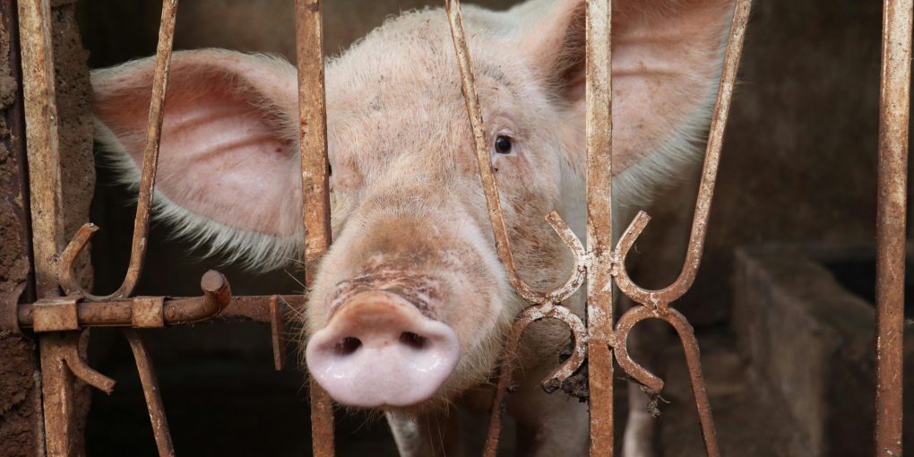 pexels-micha-munzel-197678555-12380970