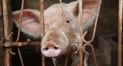 pexels-micha-munzel-197678555-12380970