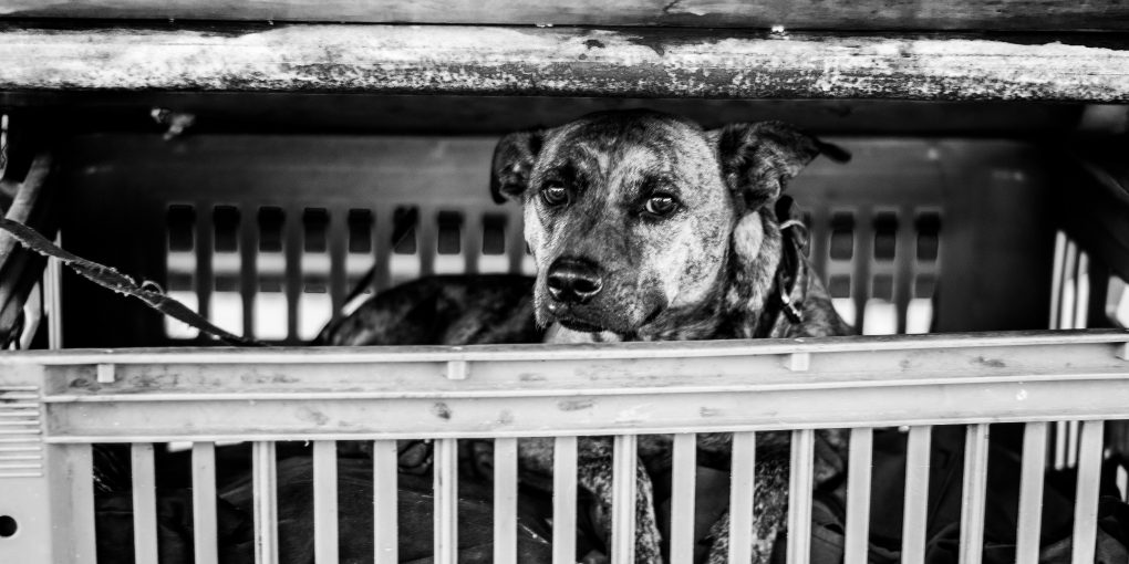 pexels-vitor-monthay-1541001-8365407