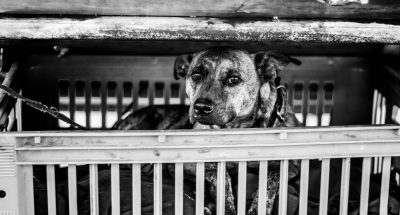 pexels-vitor-monthay-1541001-8365407