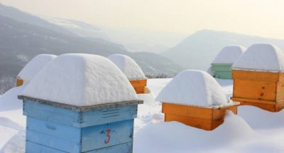 Bee hives covered by deep snow in the winter.