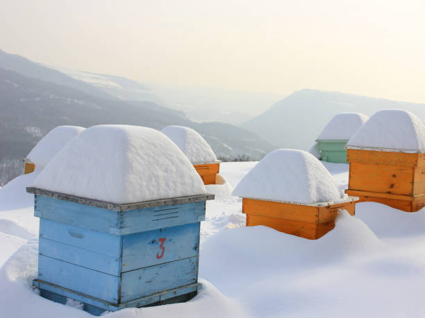 Bee hives covered by deep snow in the winter.
