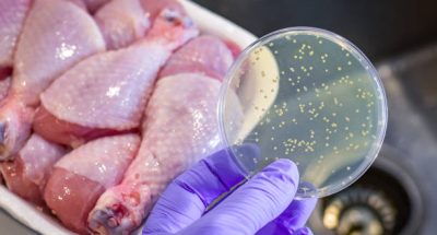 Bacterial culture plate with chicken meat at the background