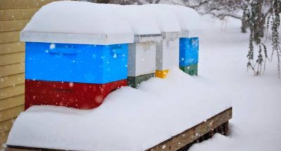 Beehives covered with snow during the winter