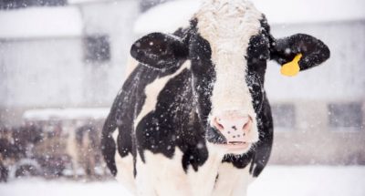 A holstein cow enjoying the snowfall