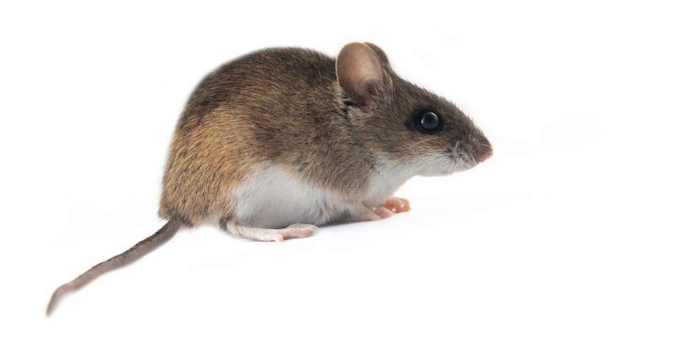 Theriology,And,Deratization.,Wild,Forest,And,Field,Mice,(apodemus,And