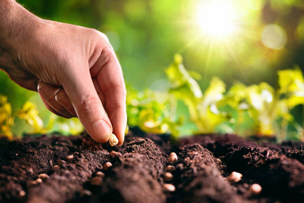 Farmer's hand planting seeds in soil