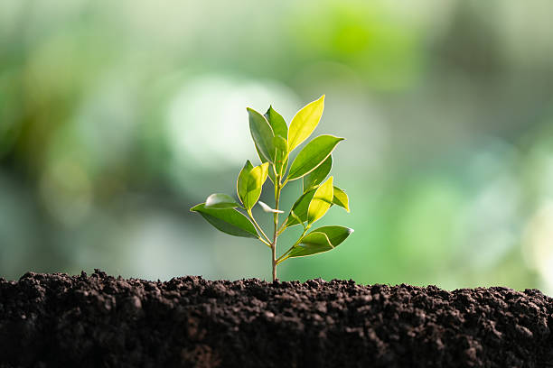 Close up of a small tree growing in the soil with sunrise, soft morning sunlight, green background.