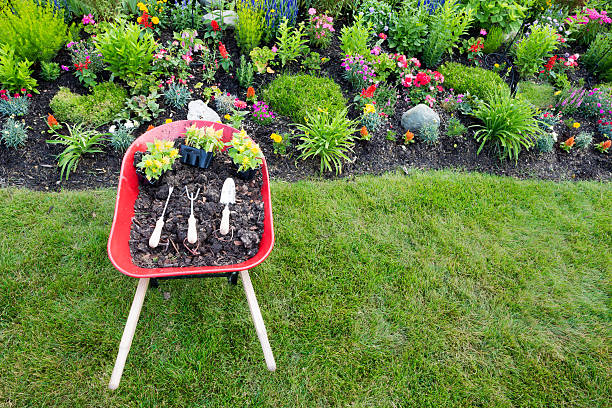 High angle view of a wheelbarrow filled with rich potting soil or manure and seedlings for planting yellow celosia in an ornamental flowerbed in a newly landscaped garden