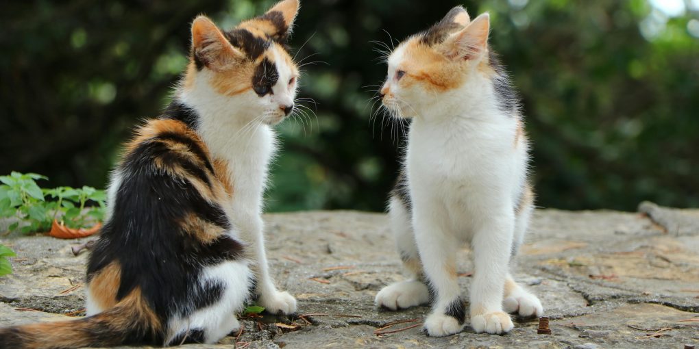 pexels-bayram-yalcin-86843184-13279320