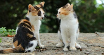 pexels-bayram-yalcin-86843184-13279320