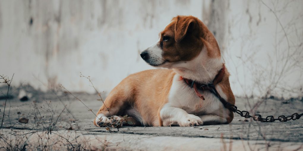 pexels-r4yg-30271417