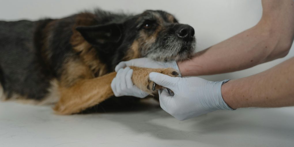 pexels-tima-miroshnichenko-6235021