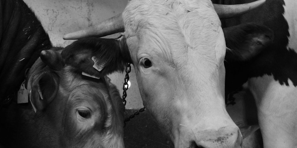 pexels-yavuz-selim-korku-497065016-16107360