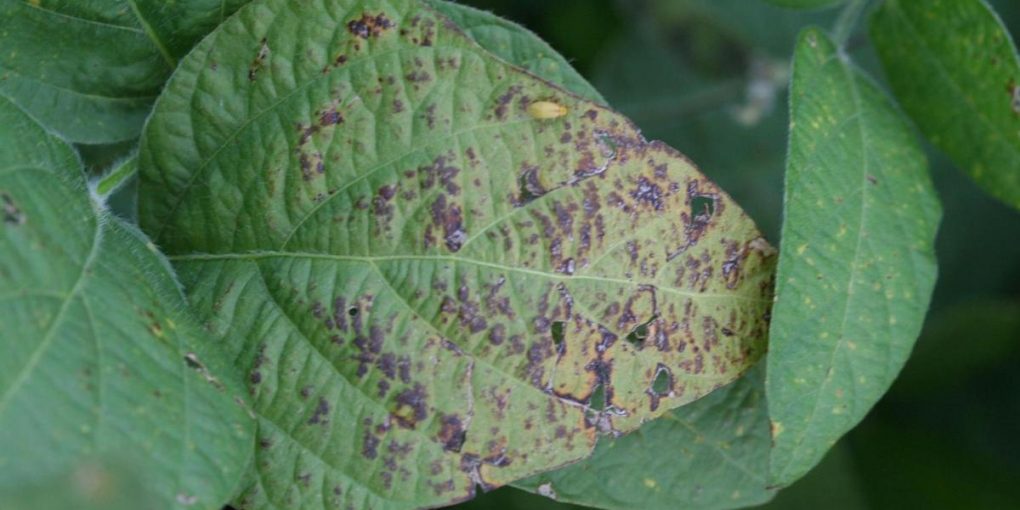 purpurnyiy-tserkosporoz-opyis-profilaktyika-ta-borotba-z-hvoroboyu